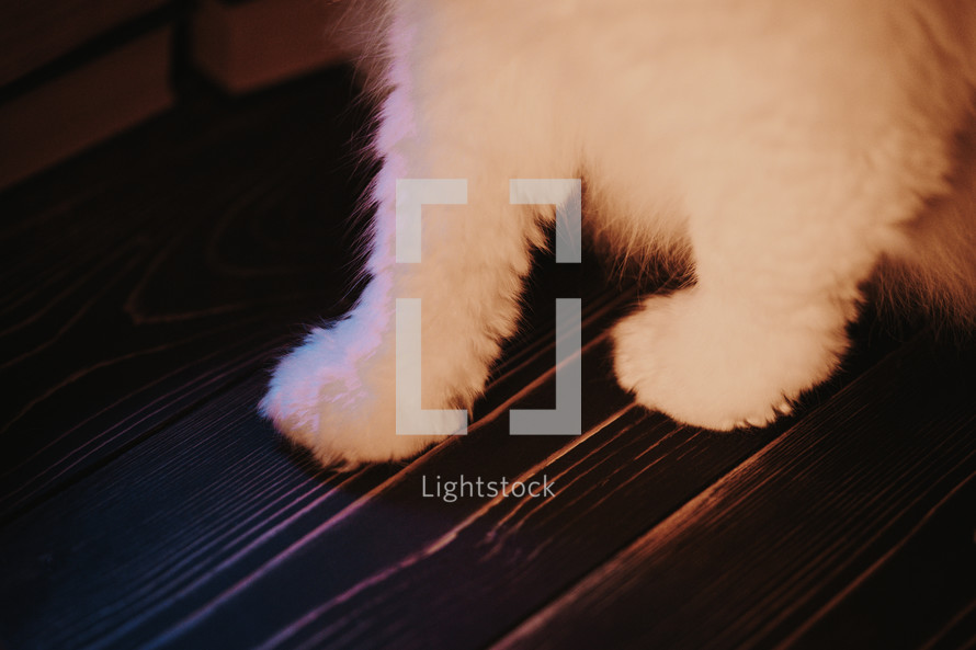 White fluffy cats paws on wooden table at soft warm light. Pets concept. . High quality photo