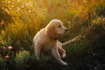 Amazing Portrait Of Adorable Golden Retriever Puppy On Summer Golden Hour Nature. Tiny dog, cute lovely pet, new member of family