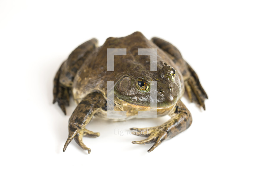 American bullfrog on a white background