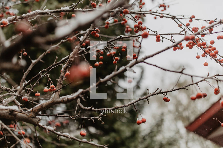 branches with berries and snow