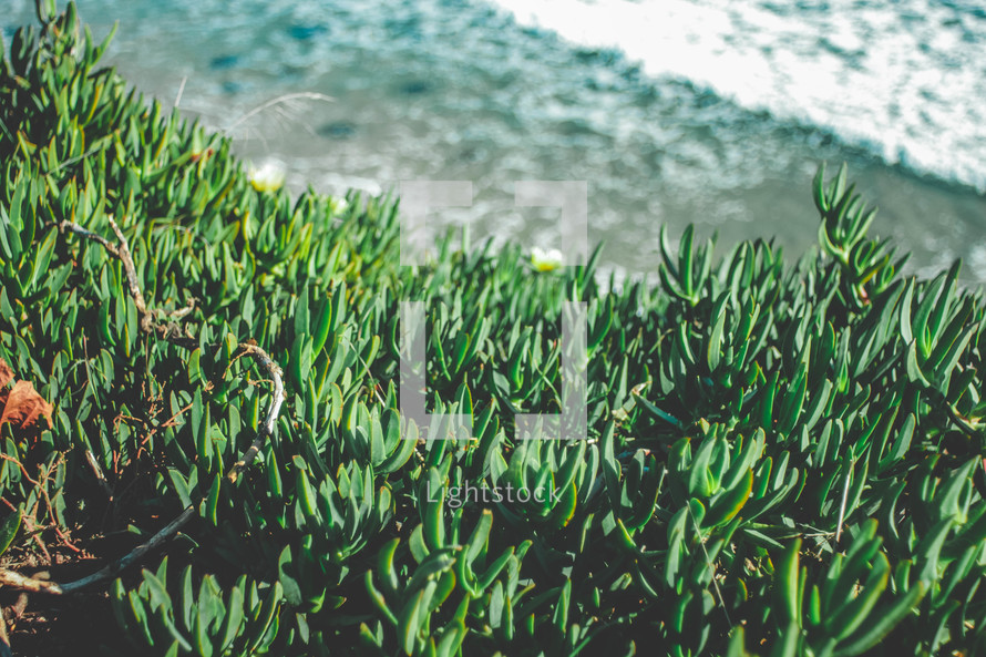 shore plants and ocean 
