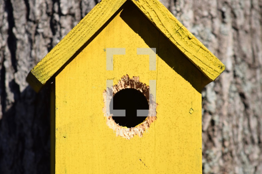 a yellow birdhouse with squirrel chew marks hanging on an oak tree 