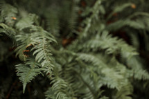 ferns on a forest floor 