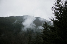 fog over an evergreen mountain forest 