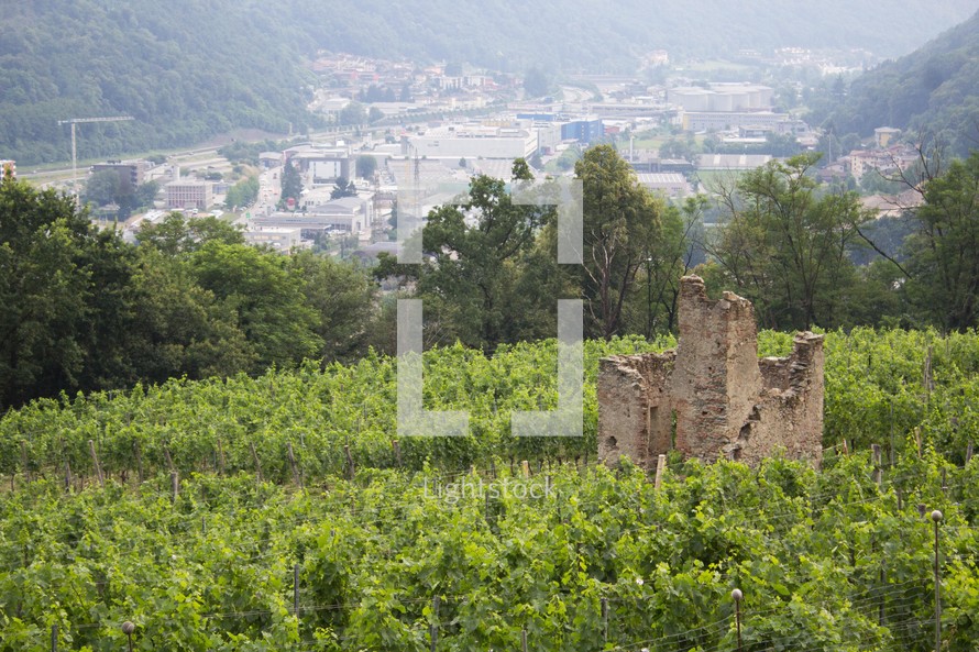 ruins and vineyard 