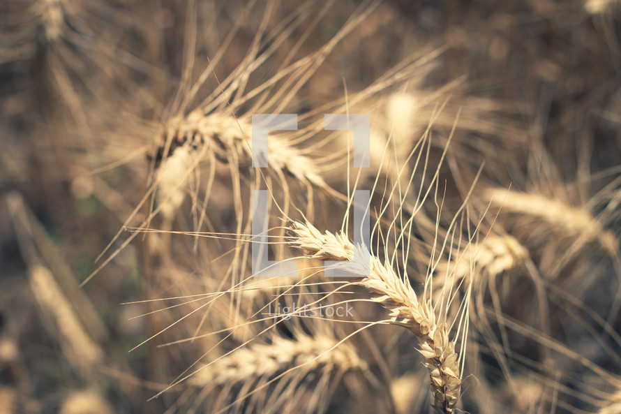 wheat closeup 