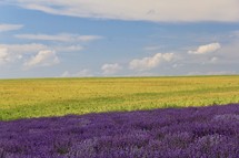 Field of lavender 