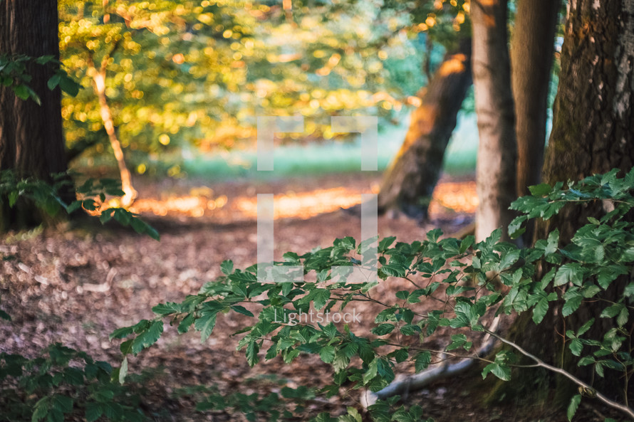 tree branches in a forest 