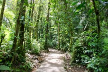 path through a jungle 
