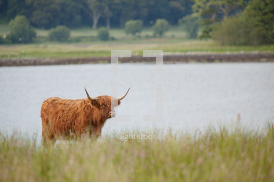 Longhorn steer in the grass by a lake.
