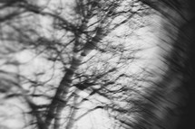 winter branches out of focus 