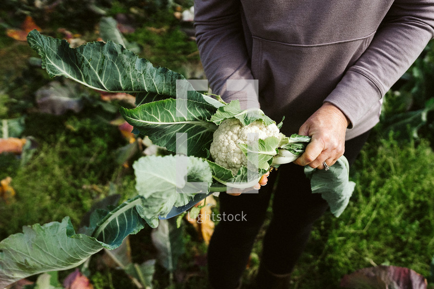 Woman holding leaves from cauliflower