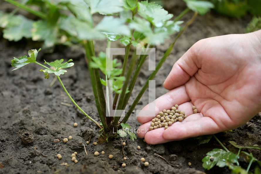 Closeup Farmer Hand Spreading Organic Universal Fertilizer