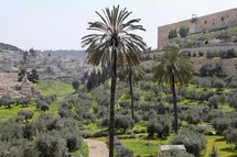 Olive trees and palm trees in the Kidron Valley, Jerusalem 