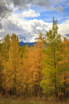 snow capped peaks and fall forest 