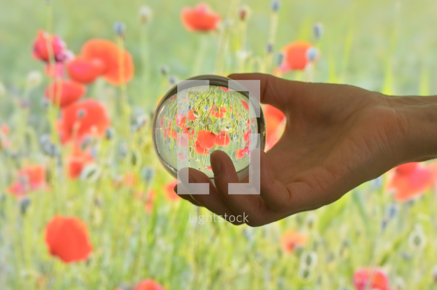 Glass Lens ball and Field of poppies in summer
