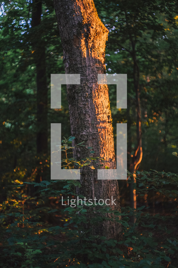 sunlight on a tree trunk 