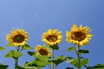 Yellow sunflowers against a blue sky 