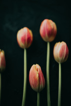 red tulips against a black background 