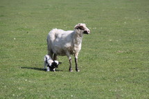 lamb and mother sheep 