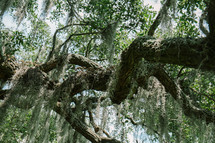 spanish moss on a tree branch 