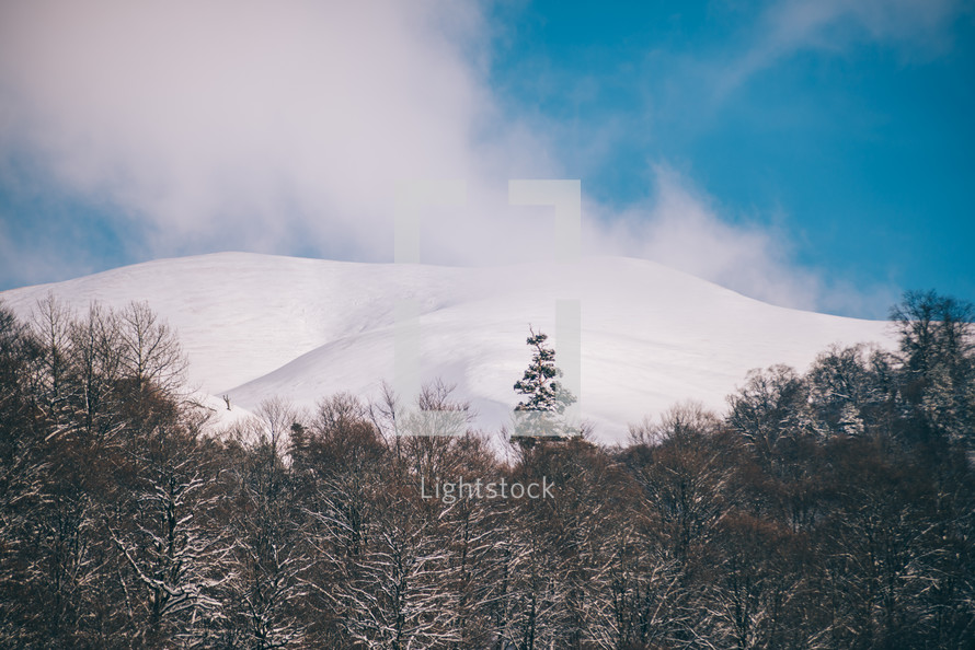 White snow-covered spruce trees in winter