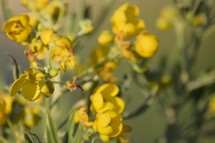 yellow desert flowers 