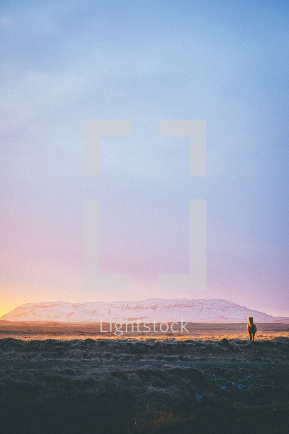 horse standing in front of a snow capped mountain 
