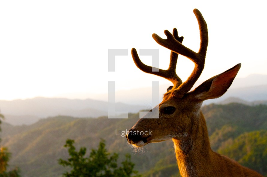 deer with antlers 