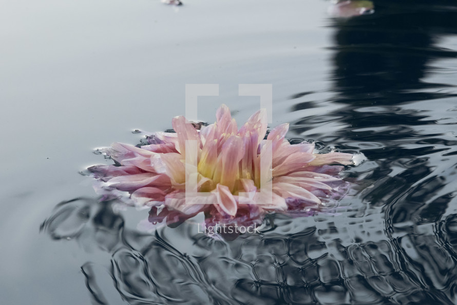 Lotus flower on the water surface after rain