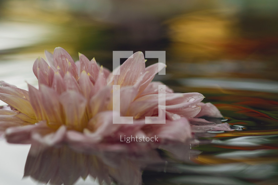 Lotus flower on the water surface after rain