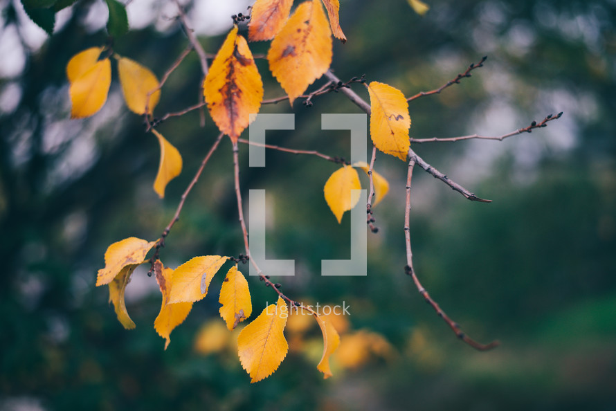 Yellow autumn leaves, Green and yellow leaves, Autumn maple leaves, autumn landscape