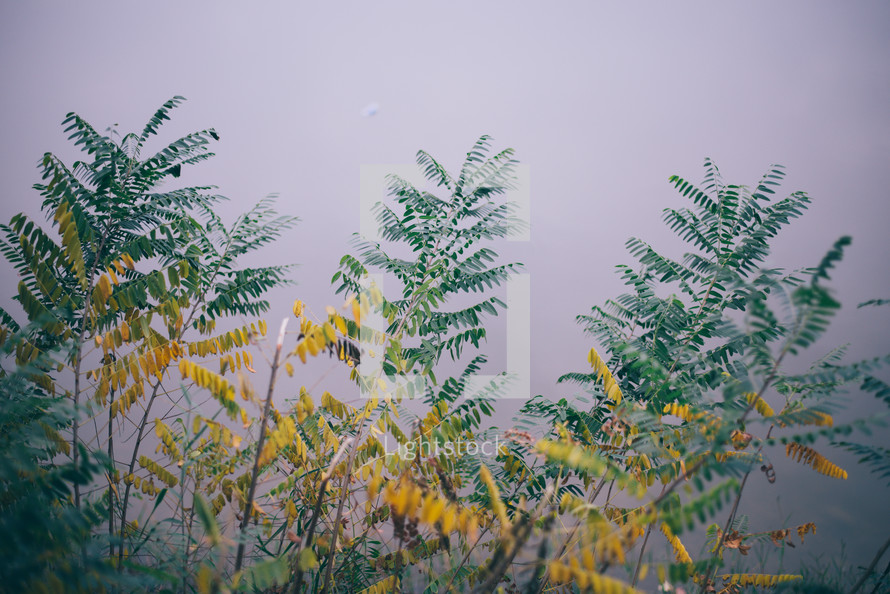  Green and yellow leaves