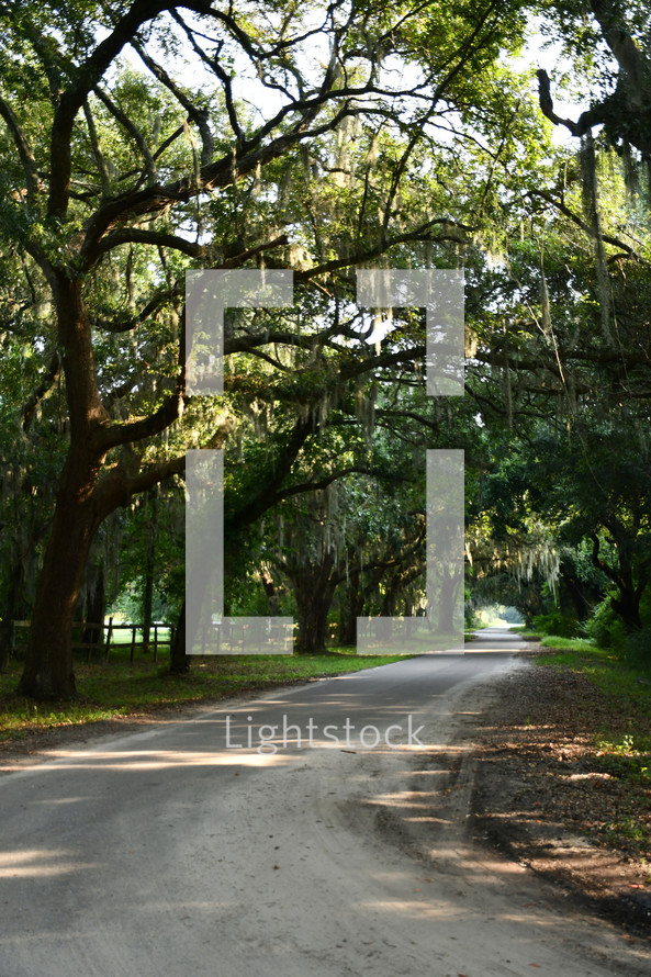 dirt road with live oak trees covered in Spanish moss 