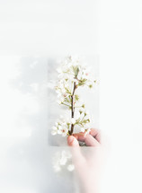 framed white spring blossoms 