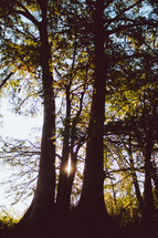 sunlight and trees in a forest 