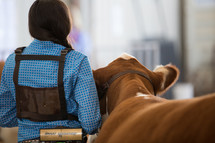 a cowgirl next to a steer or heifer preparing for livestock competition