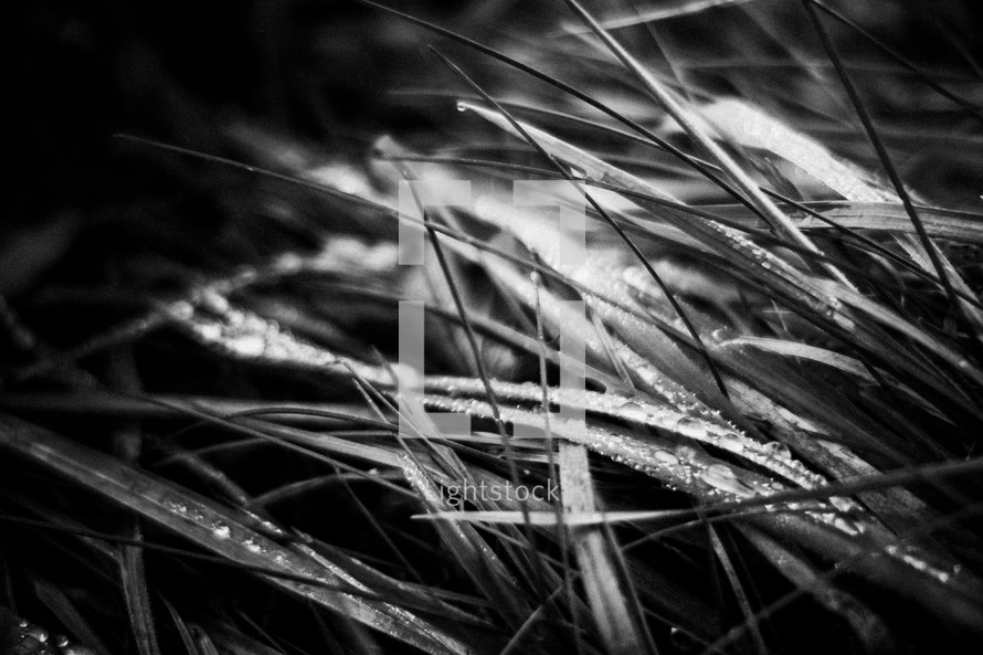 blades of grass in black and white 