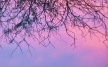 Closeup Abstract colorful sky with tree branches