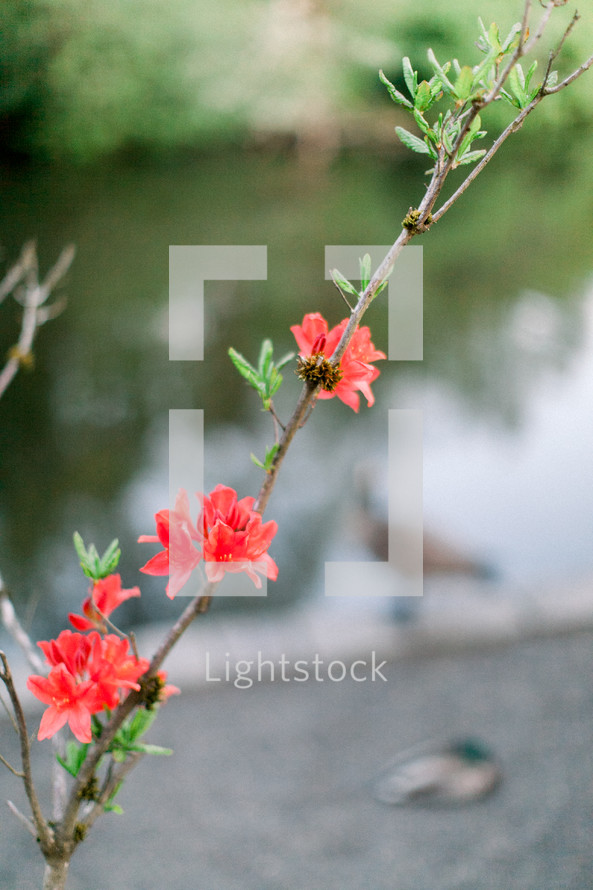 red flowers on a spring bush