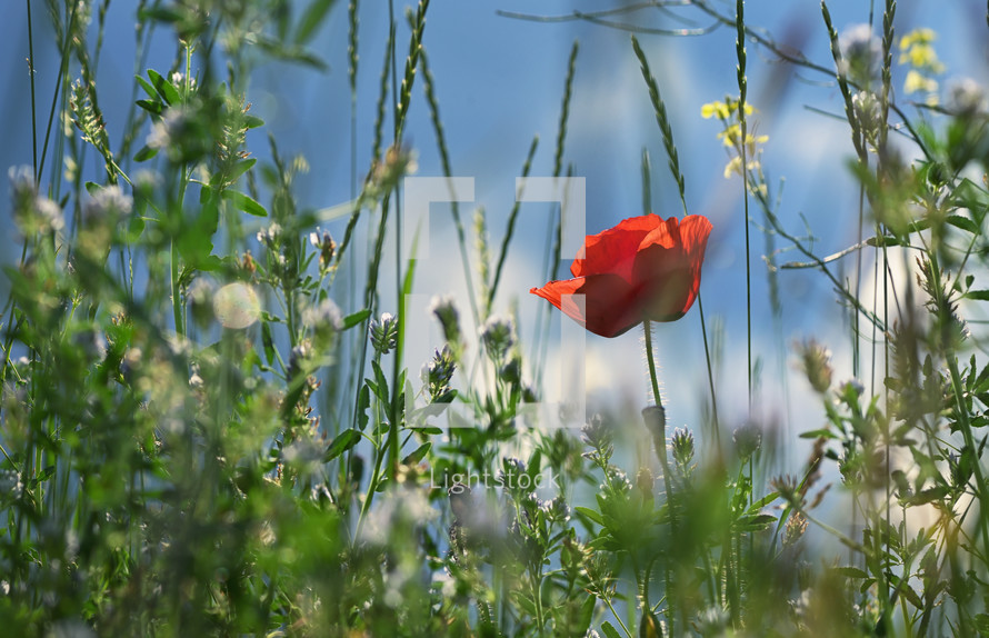 Closeup wild poppy flowers on summer field