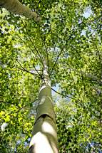 under tall aspen trees 