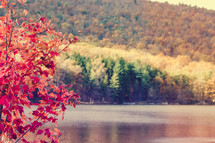 fall foliage along a lake shore 