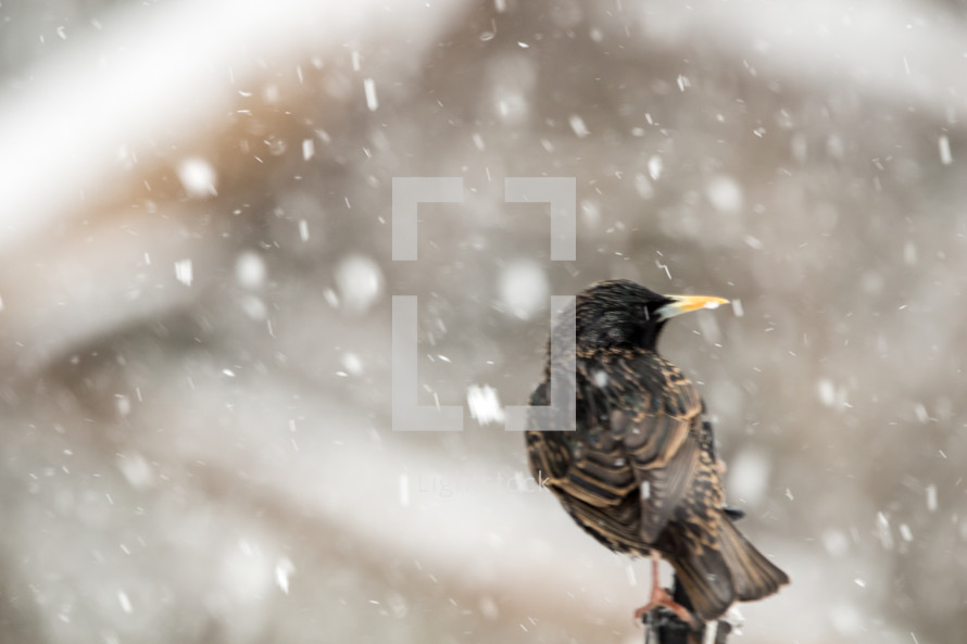 a bird in falling snow 