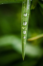 water droplets on a blade of grass