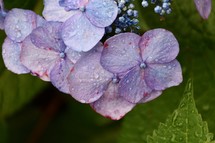 wet hydrangea flower 