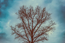 bare tree in winter 