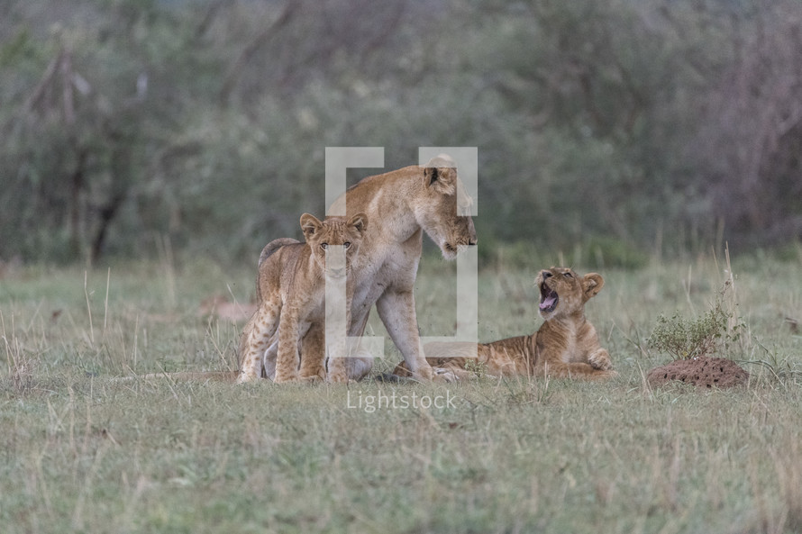 mother lioness and her cubs 