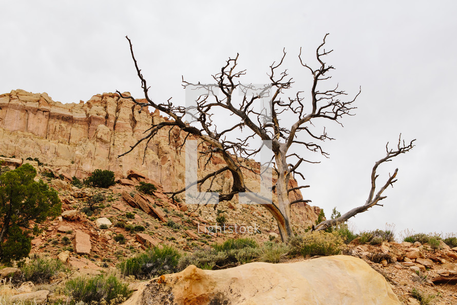A dead tree in a desert landscape.