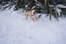 a puppy in snow 